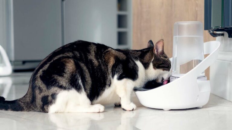 Smart device helps to keep cats watered