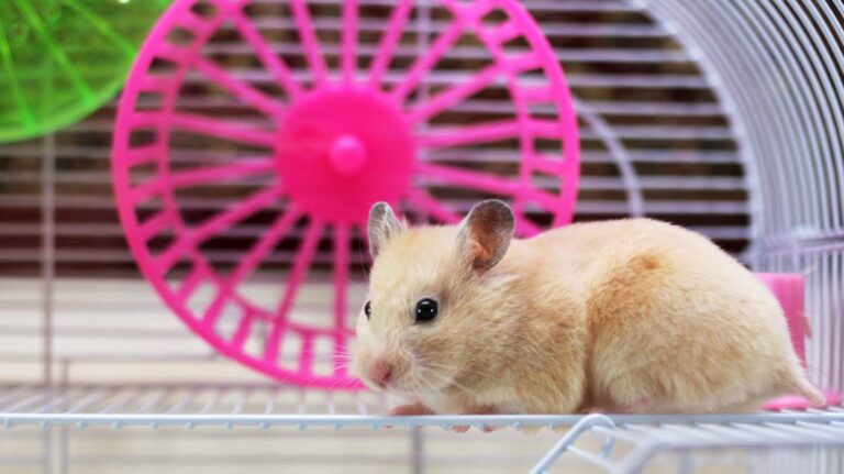 Hong Kong to cull hamsters after Covid cases