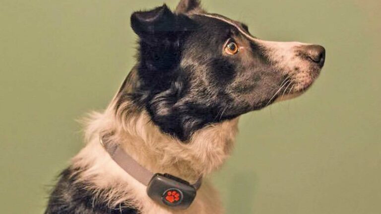 PitPat ‘changes the game’ for dog GPS trackers