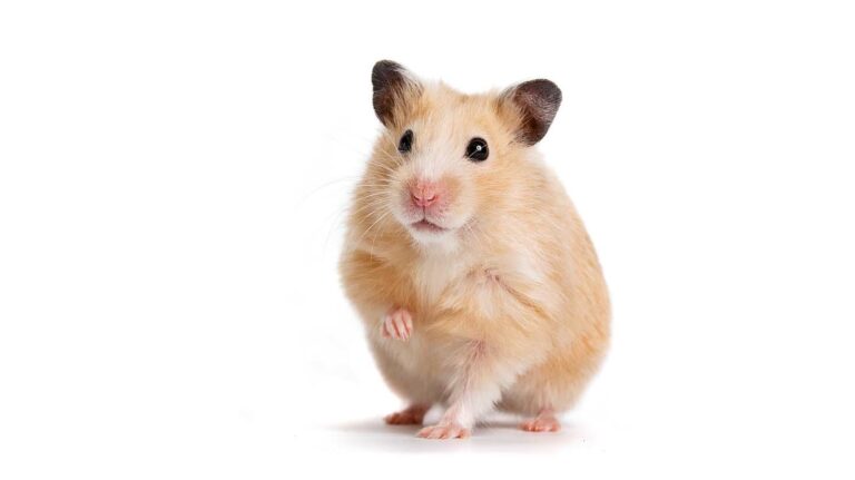 Hamster to human Covid link uncovered