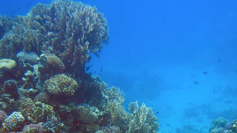 Coral reef Discovered off coast of Tahiti