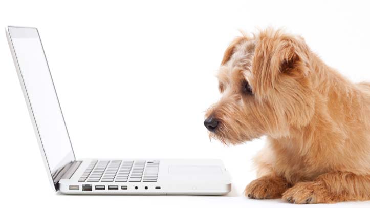 Google data shows dog owner concerns