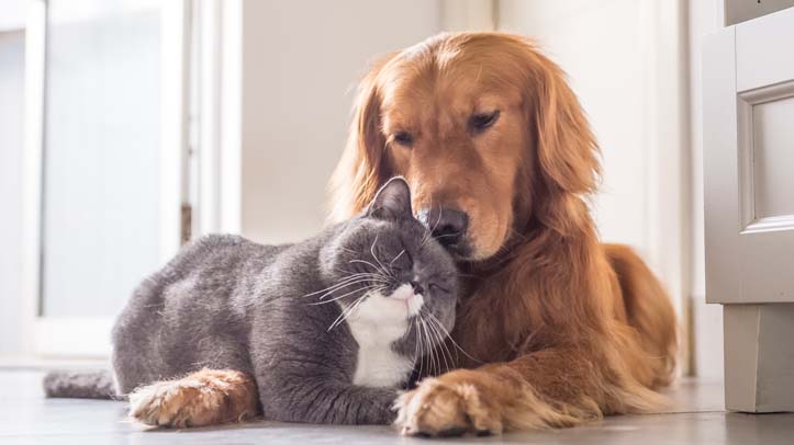 Study shows challenges for pandemic pet owners