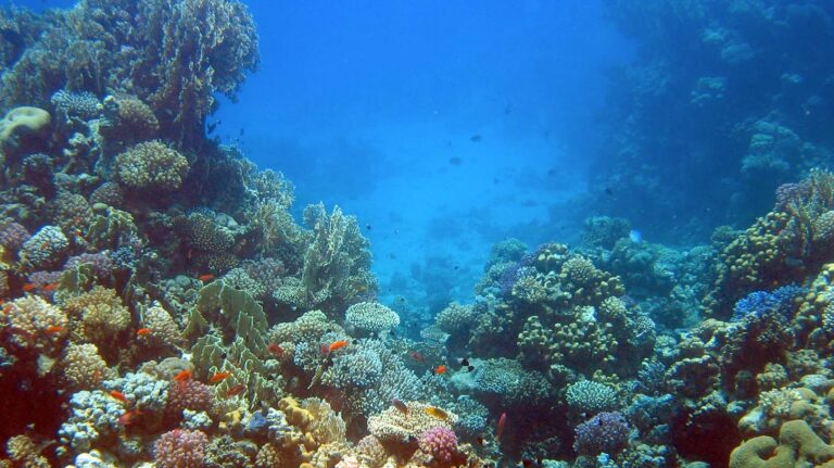Project underway to improve coral trade