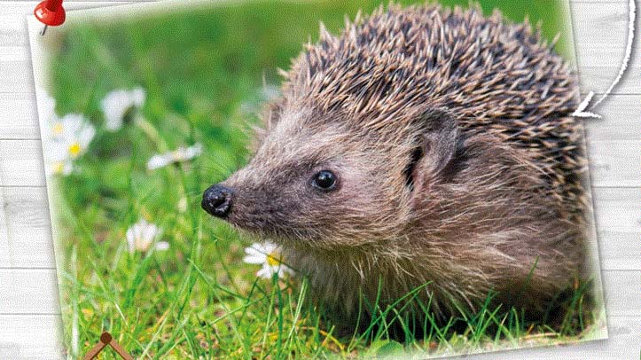 Public asked to help hedgehogs