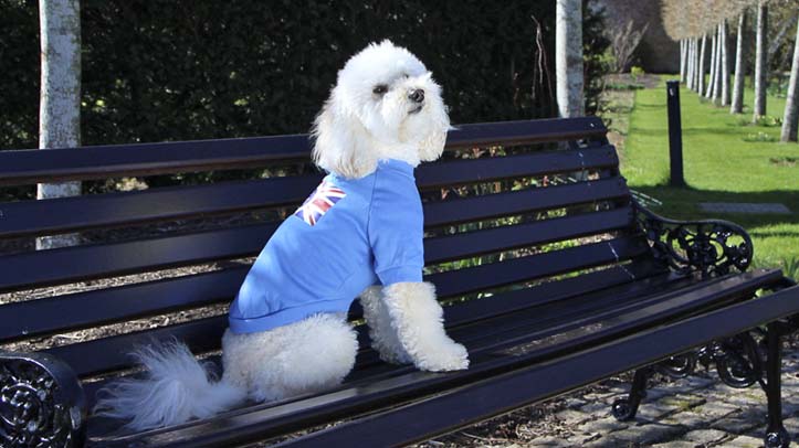 Urban Pup launches Jubilee gear