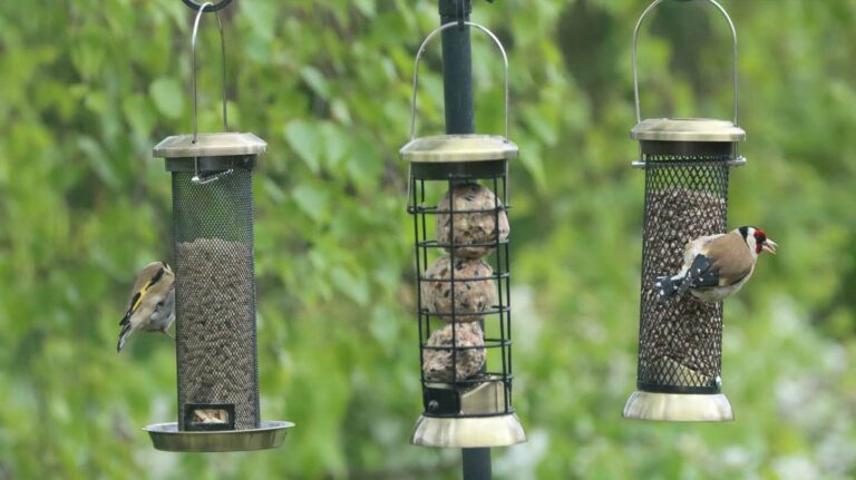 Henry Bell adds to bird feeder range