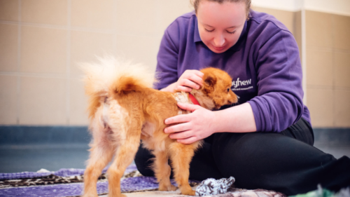 Pets at Home Foundation supports Mayhew programme | Pet Business World